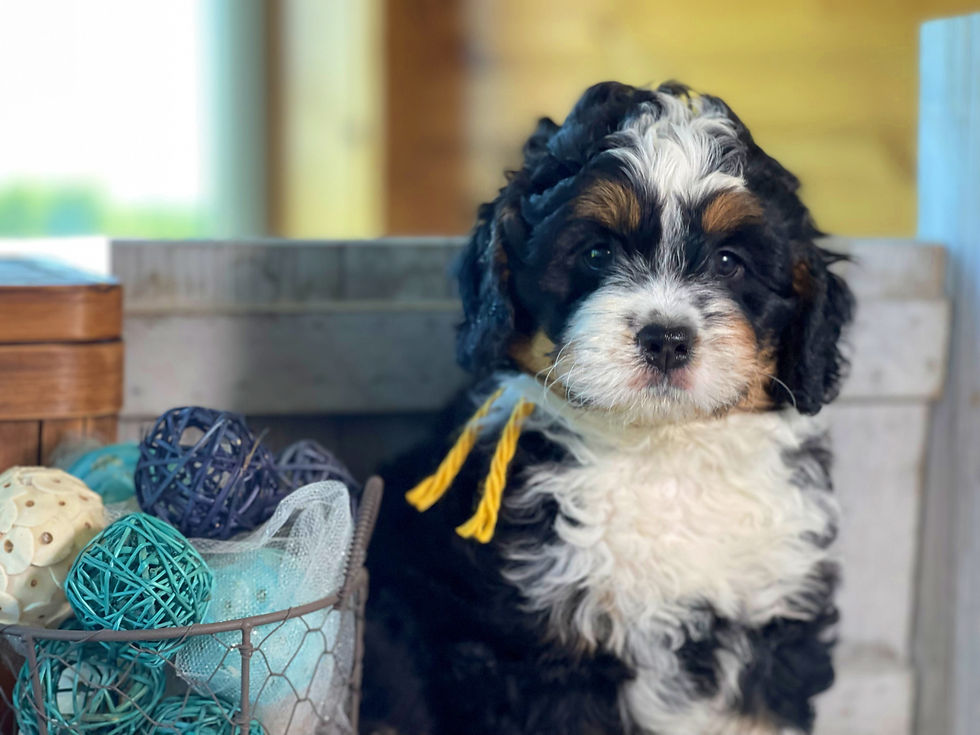 Thumbnail: SOLD - Fara- Yellow collar female F1 Miniature Bernedoodle