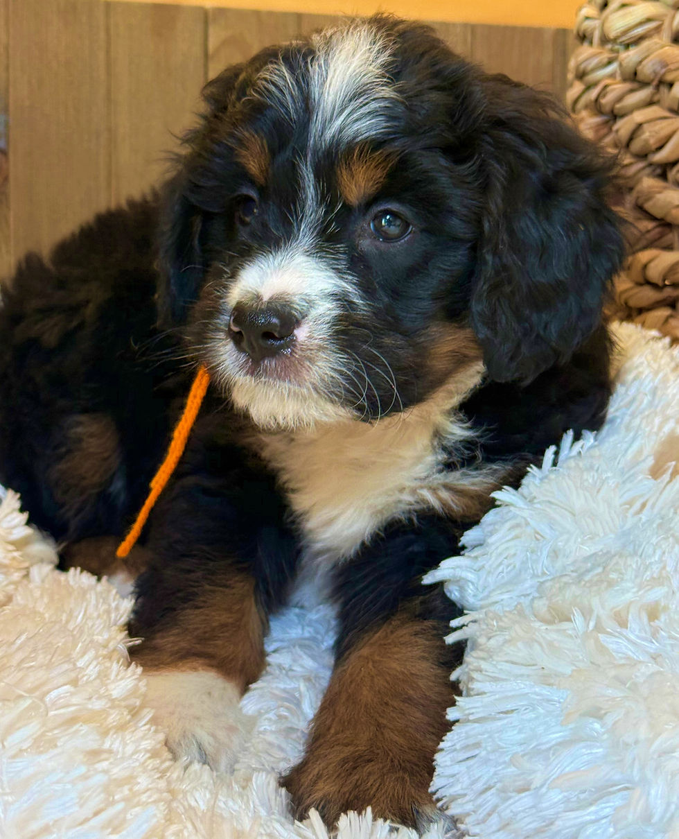 Thumbnail: SOLD - Sage - Orange collar male, F1 moyen bernedoodle