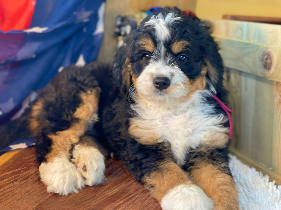 Thumbnail: SOLD - Paisley - burgundy collar female, F1 miniature bernedoodle