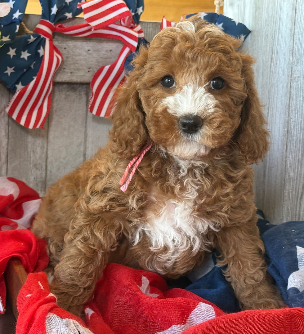 Thumbnail: Ava Gardner- Pink Collar female -  Mini English Goldendoodle