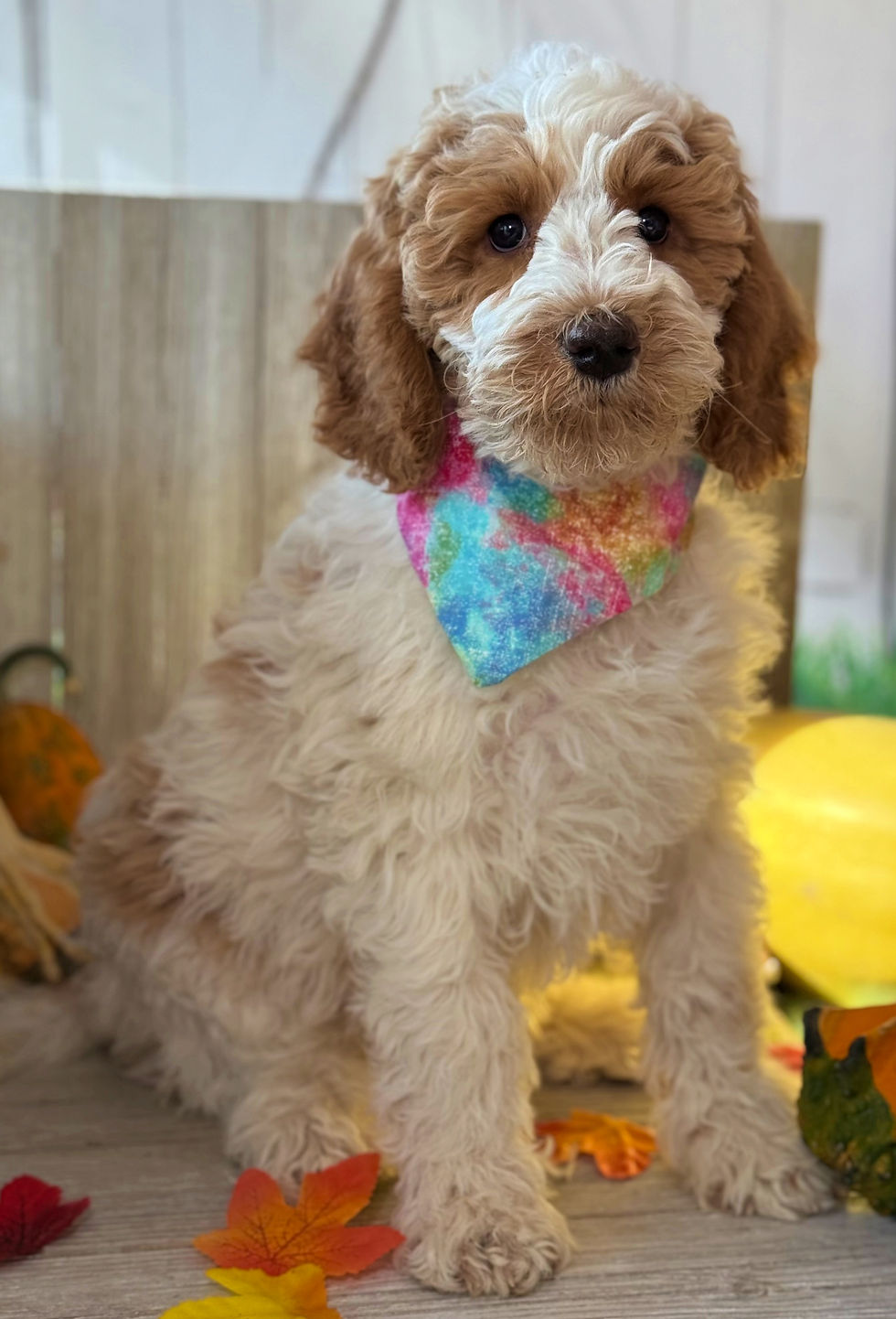 Thumbnail: SOLD- Sophie - pink collar F1b female labradoodle