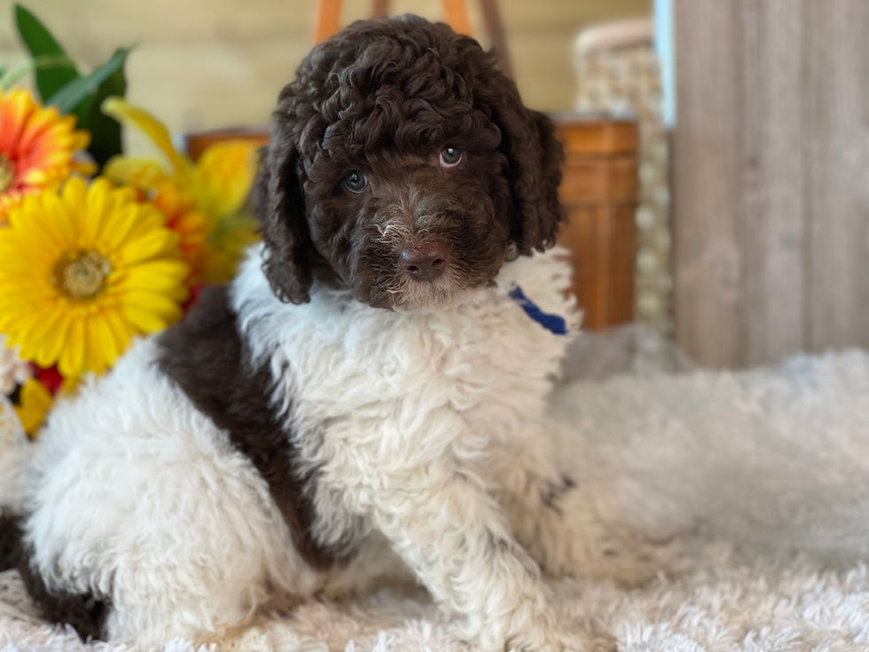 Thumbnail: SOLD -Ruxin (Marshall) - Blue collar, Male, parti color, miniature labradoodle