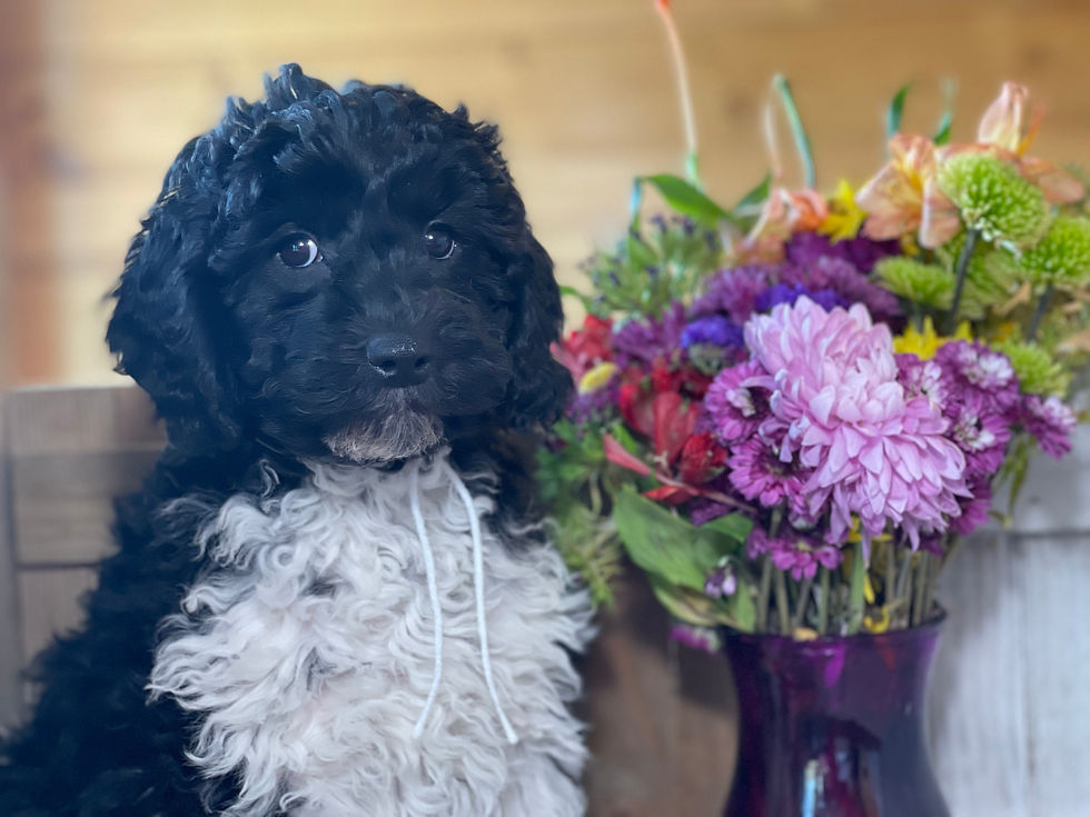 Thumbnail: SOLD- Star- white collar, black/white female multi-gen labradoodle