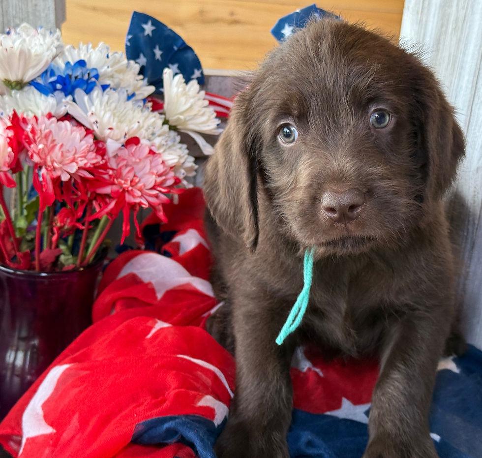 Thumbnail: SOLD - Clover - light green collar male, standard size labradoodle