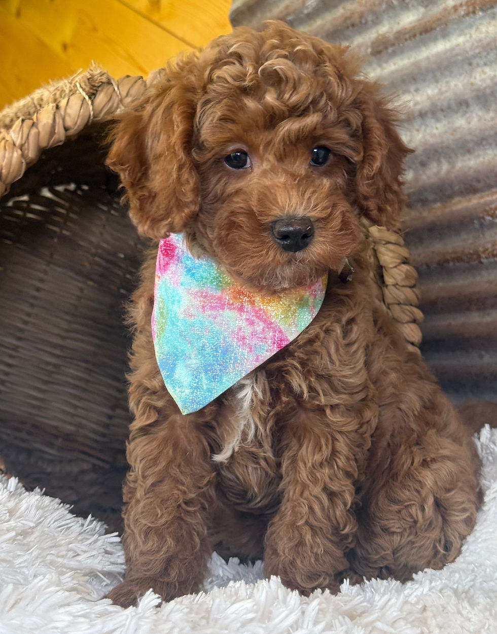 Thumbnail: Grace Kelly- Red Collar female -  Mini English Goldendoodle