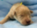Thumbnail: Shoshana -yellow collar female, standard size labradoodle