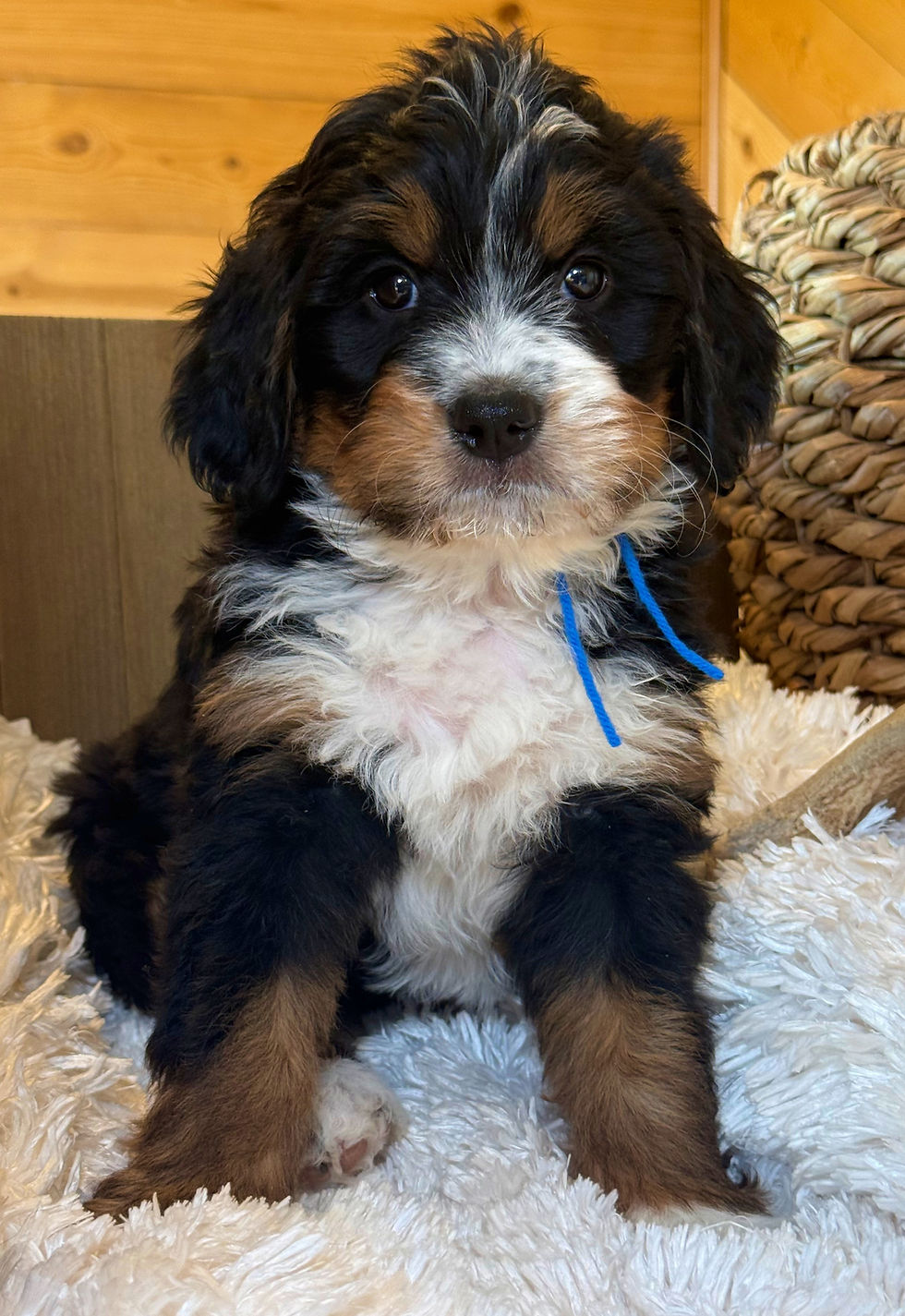 Thumbnail: SOLD - Fennel (Fen) - Blue collar male, F1 moyen bernedoodle