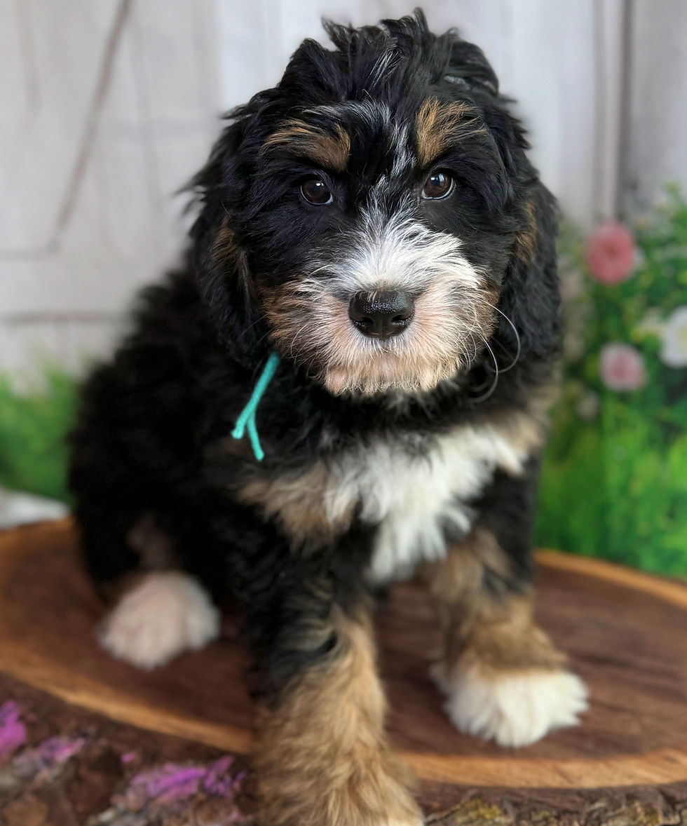 Thumbnail: SOLD- Leaf - green collar male, F1 moyen bernedoodle