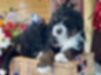 Thumbnail: SOLD -- Mia - white collar female, F1 miniature bernedoodle