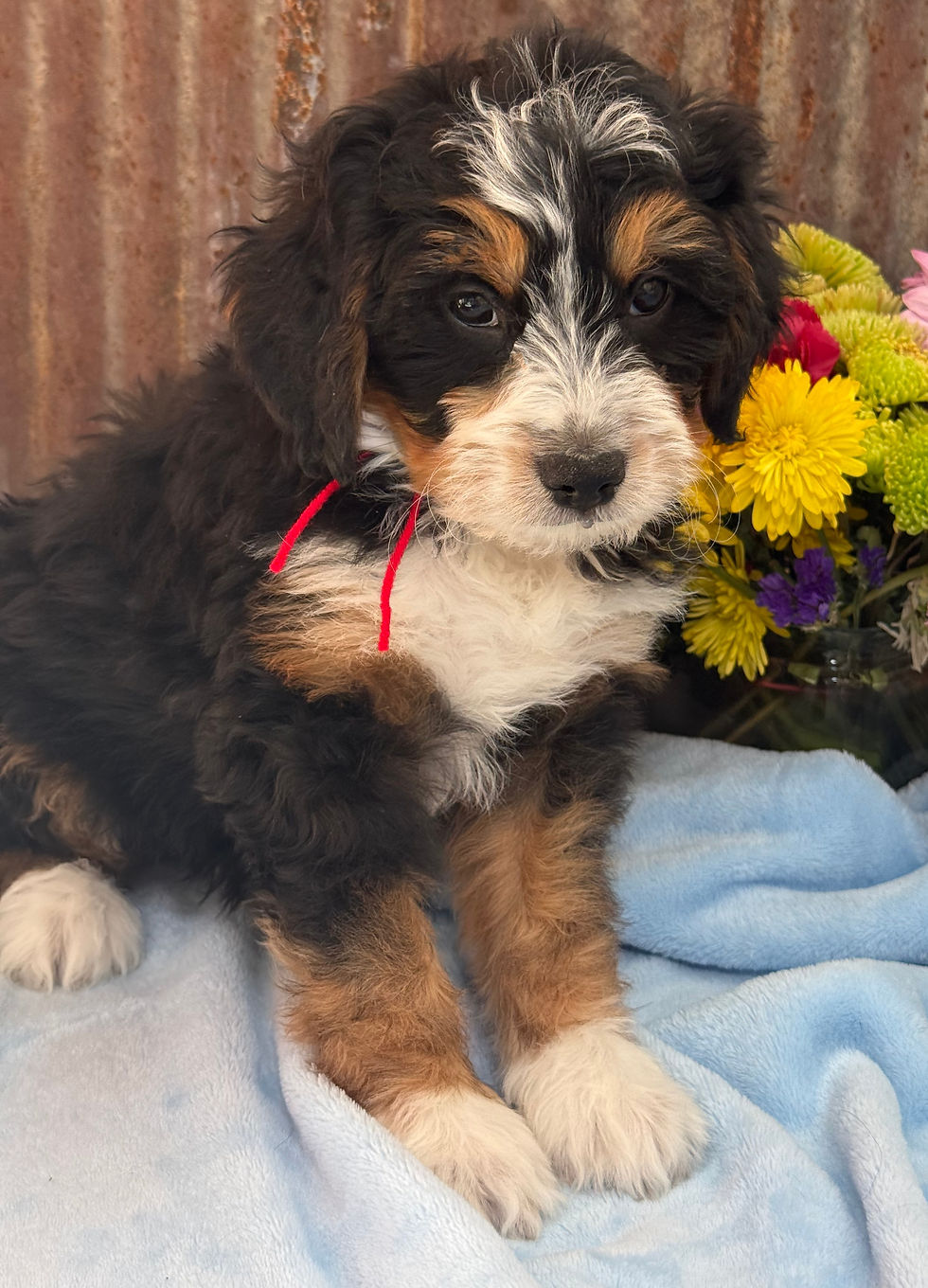 Thumbnail: SOLD - Cajun - Red collar male, F1 moyen bernedoodle