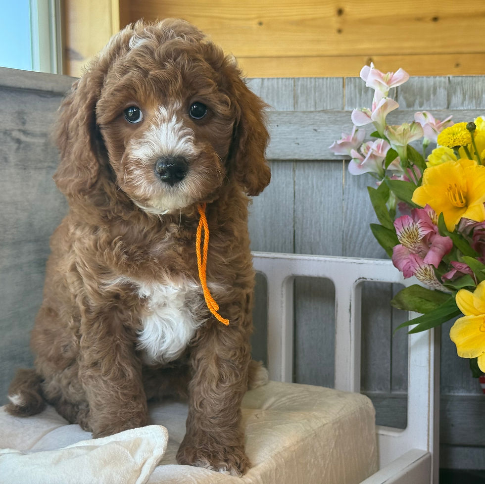 Thumbnail: Elizabeth Taylor- Orange Collar female -  Mini English Goldendoodle