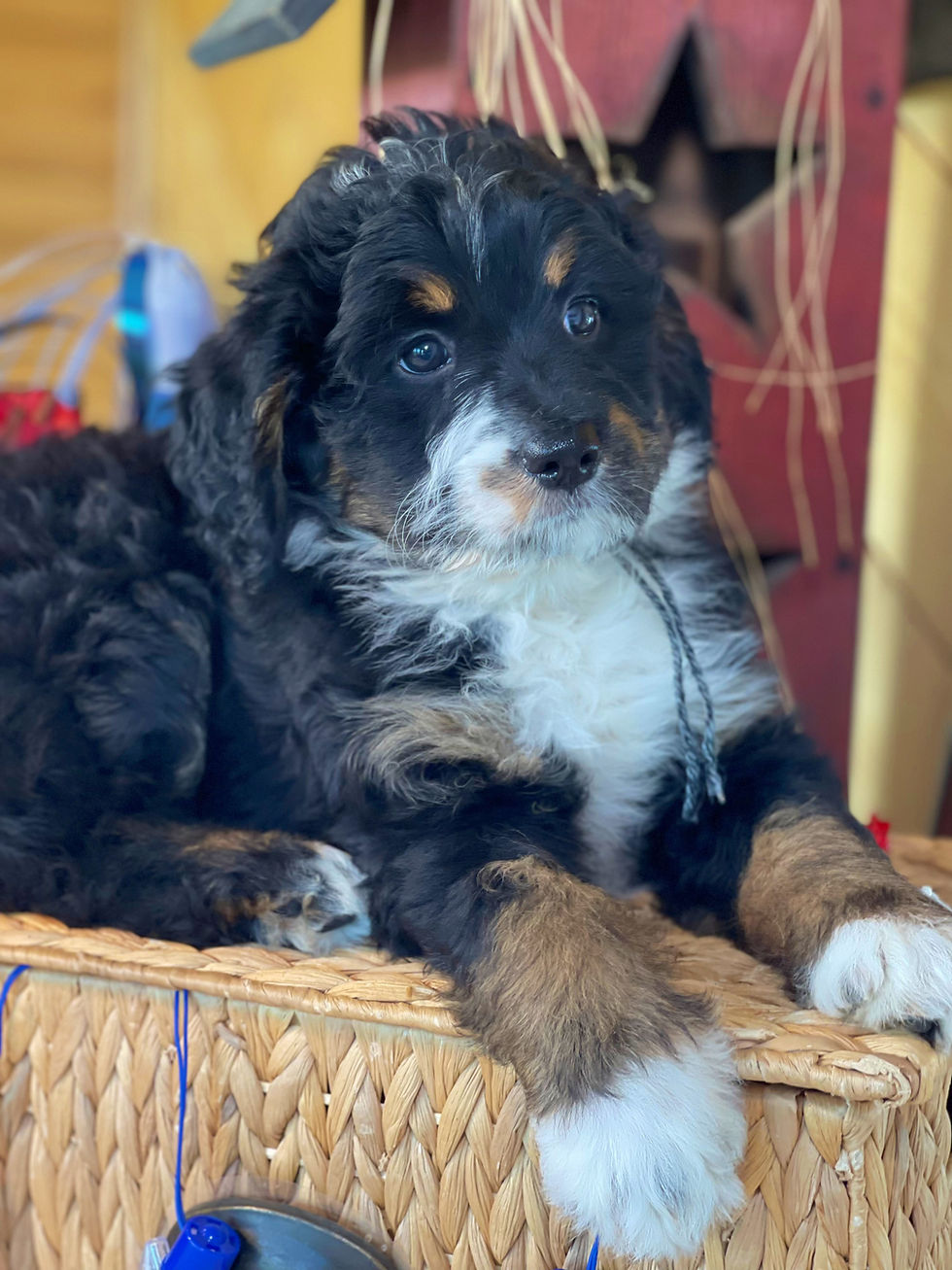 Thumbnail: SOLD - Lainey - grey/black collar female, F1 miniature bernedoodle