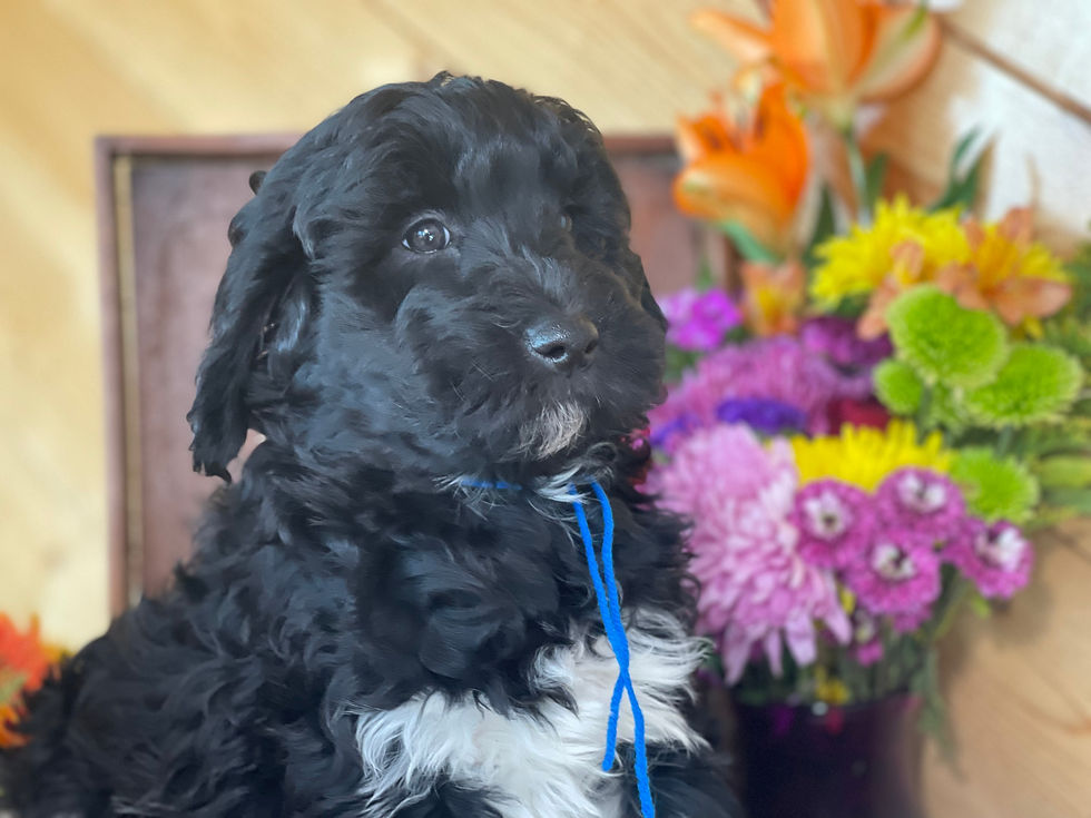 Thumbnail: SOLD - Zane - blue collar male miniature multigen labradoodle