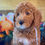 Thumbnail: SOLD - Met - white collar female F1bb Moyen English Goldendoodle