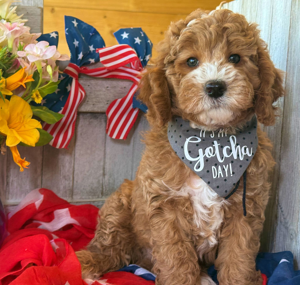 Thumbnail: Clark Gable- Black collar male F1bb Mini English Goldendoodle