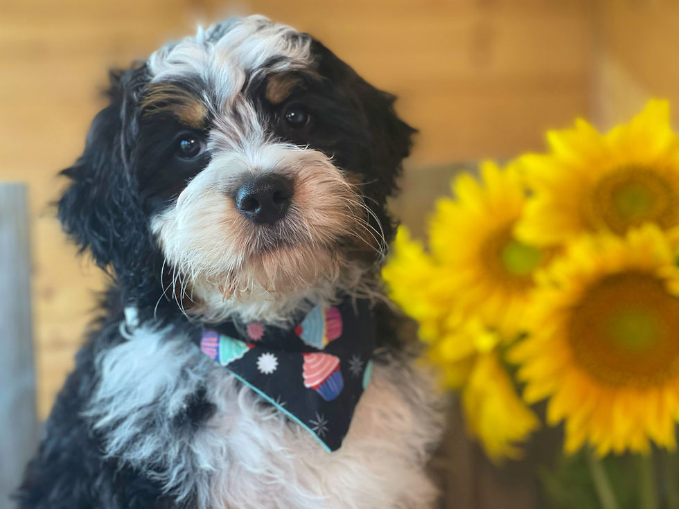 Thumbnail: SOLD - Gretta - Burgundy Collar Female mini bernedoodle