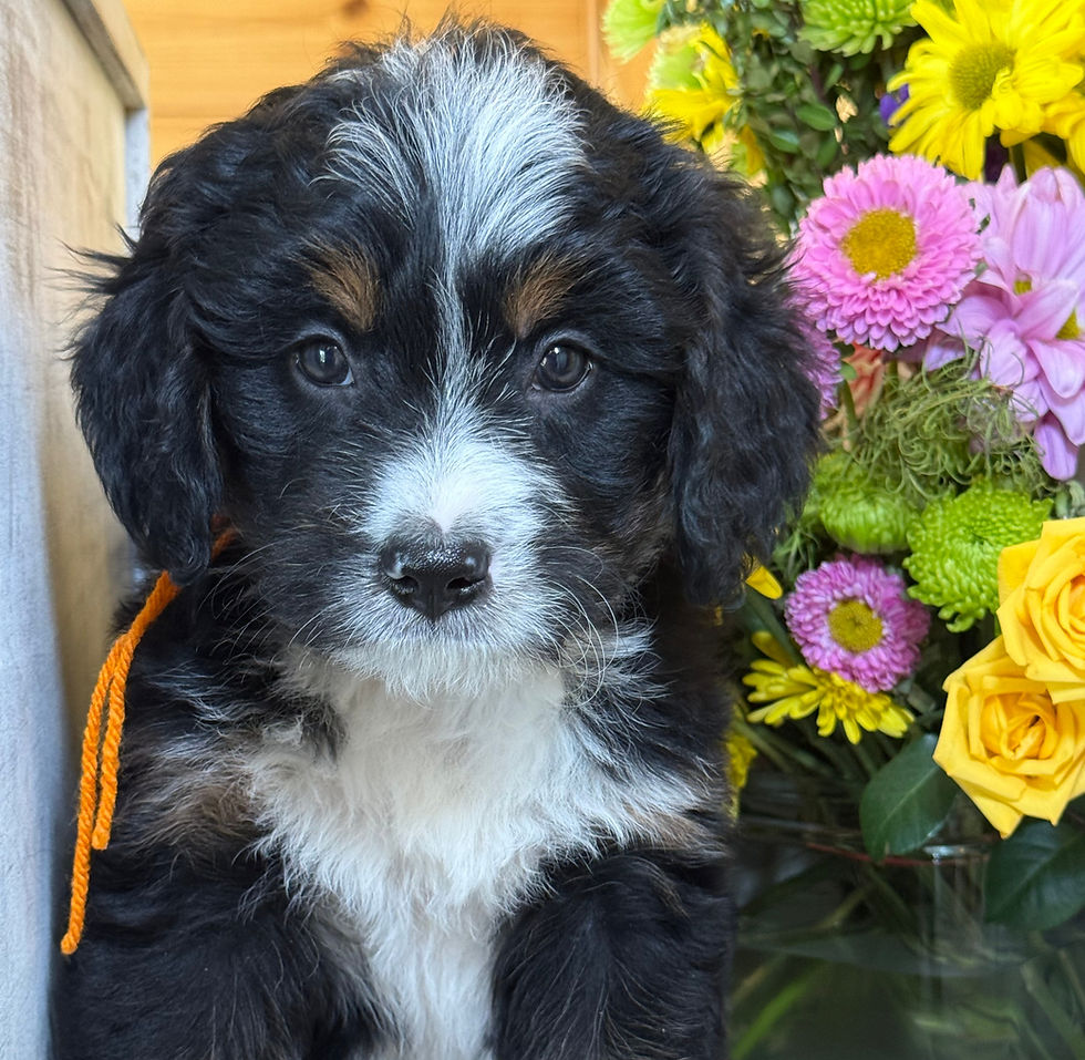 Thumbnail: SOLD - Sage - Orange collar male, F1 moyen bernedoodle