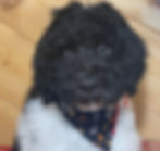 Thumbnail: SOLD - Samson - red collar male, miniature multigen labradoodles