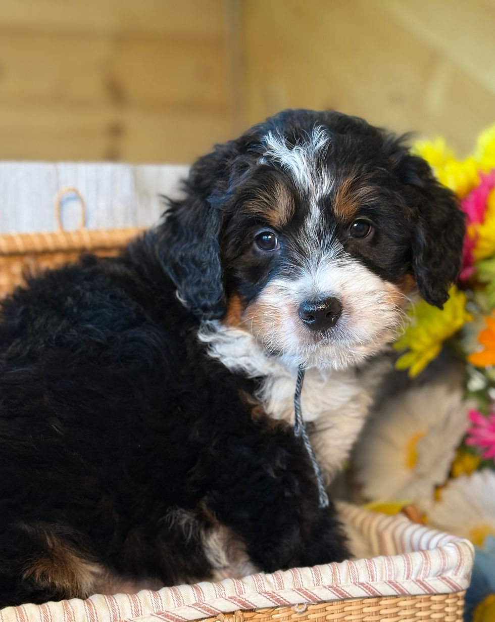 Thumbnail: SOLD - Rivers - grey/black collar female, F1 moyen bernedoodle