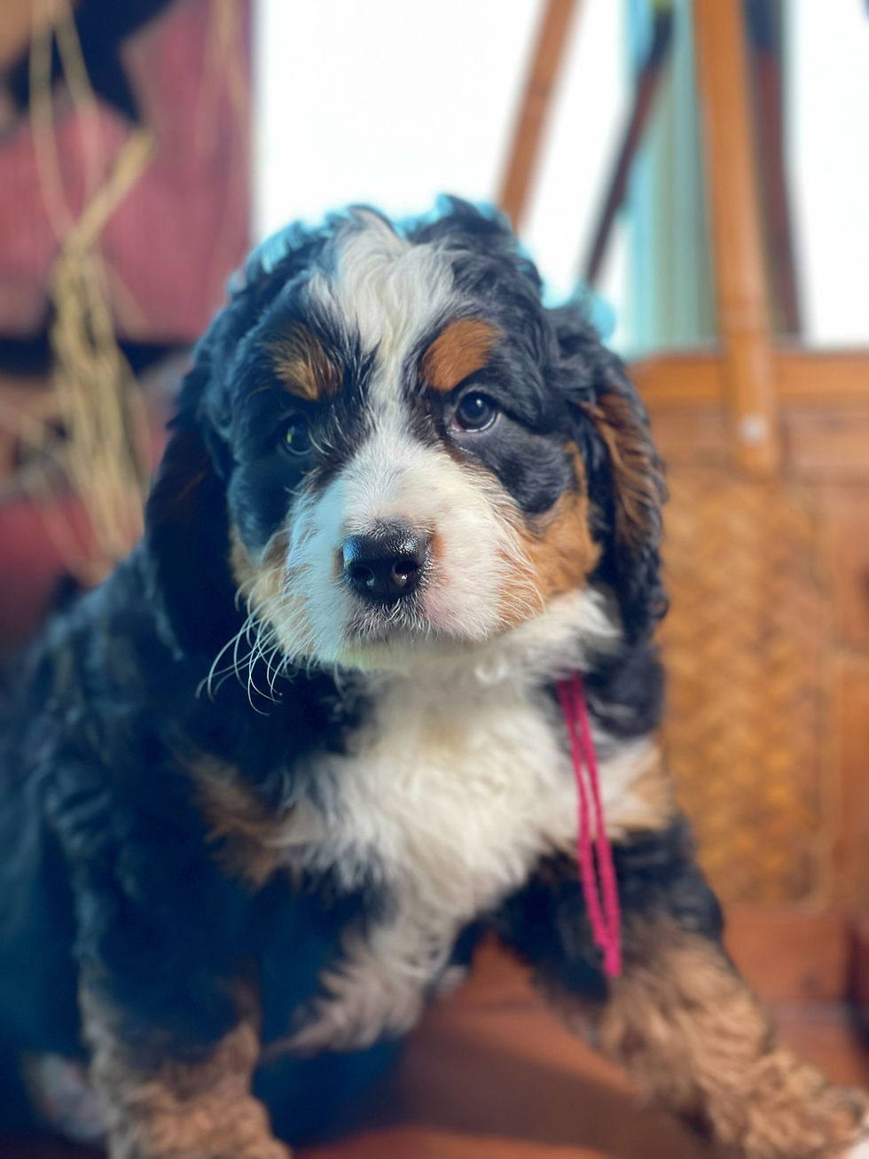 Thumbnail: SOLD - Hilda (now Kona) - Maroon collar female F1 Miniature Bernedoodle