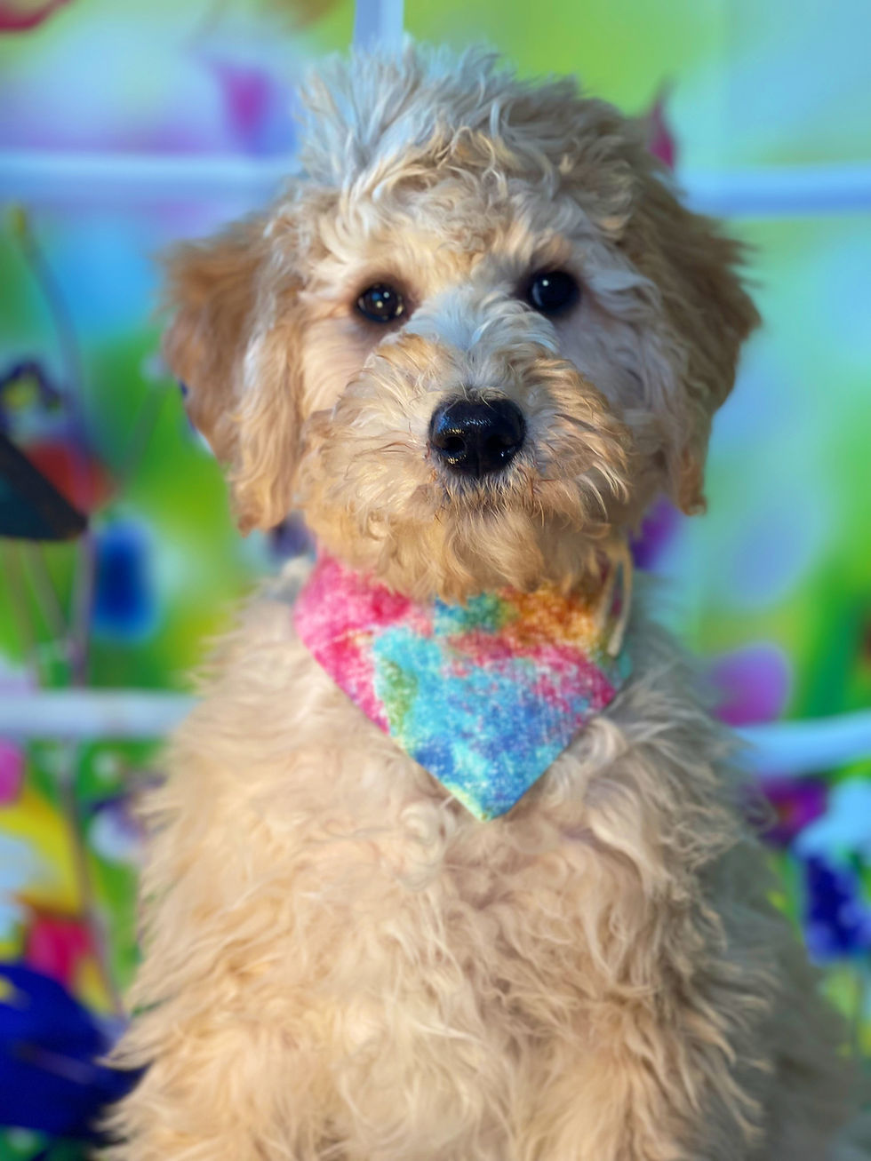 Thumbnail: SOLD - McQueen - grey collar male, F1b moyen size labradoodle