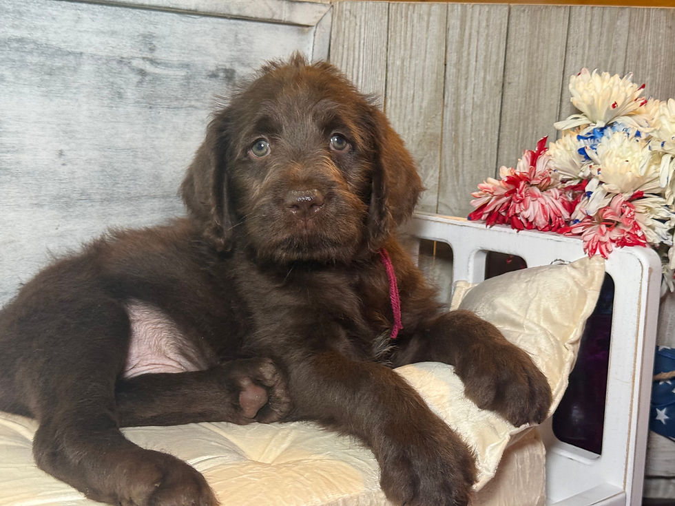 Thumbnail: SOLD - Aster- burgundy collar male, standard size labradoodle