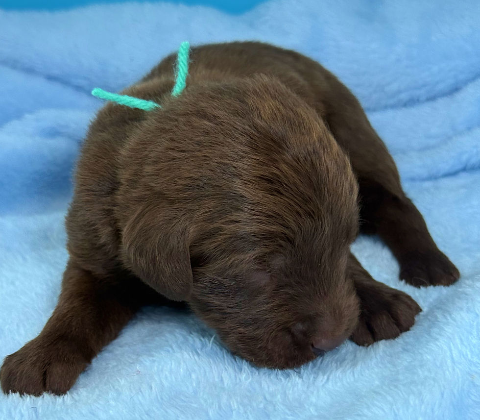 Thumbnail: Clover - light green collar male, standard size labradoodle
