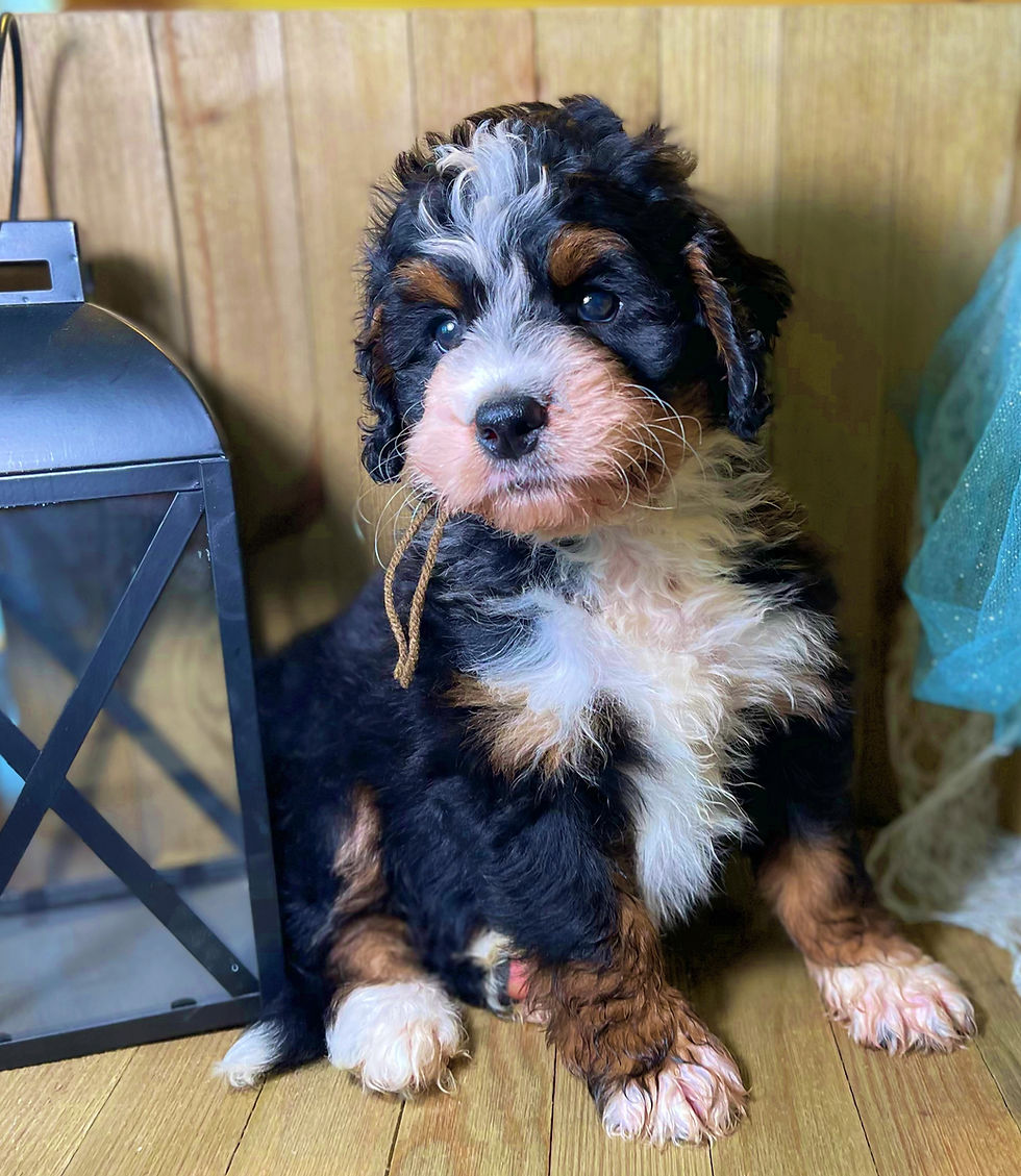 Thumbnail: SOLD - Brown - Brown collar male F1 Miniature Bernedoodle