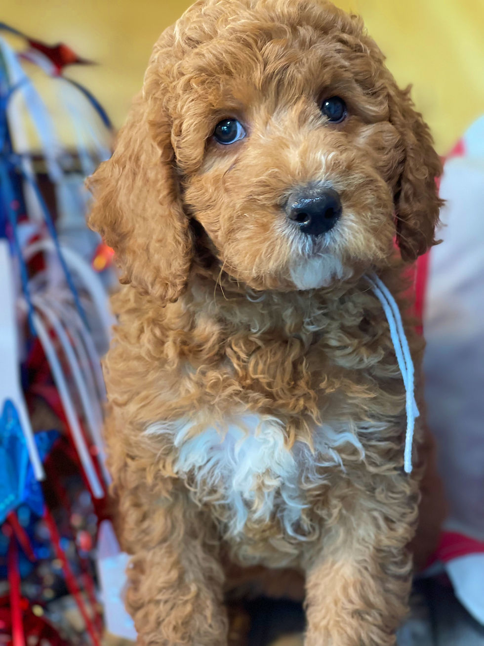 Thumbnail: SOLD - Met - white collar female F1bb Moyen English Goldendoodle