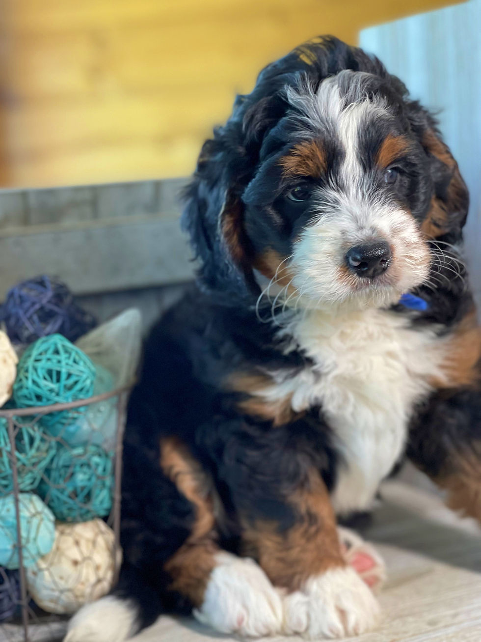 Thumbnail: SOLD - Boris - Blue collar male F1 Miniature Bernedoodle