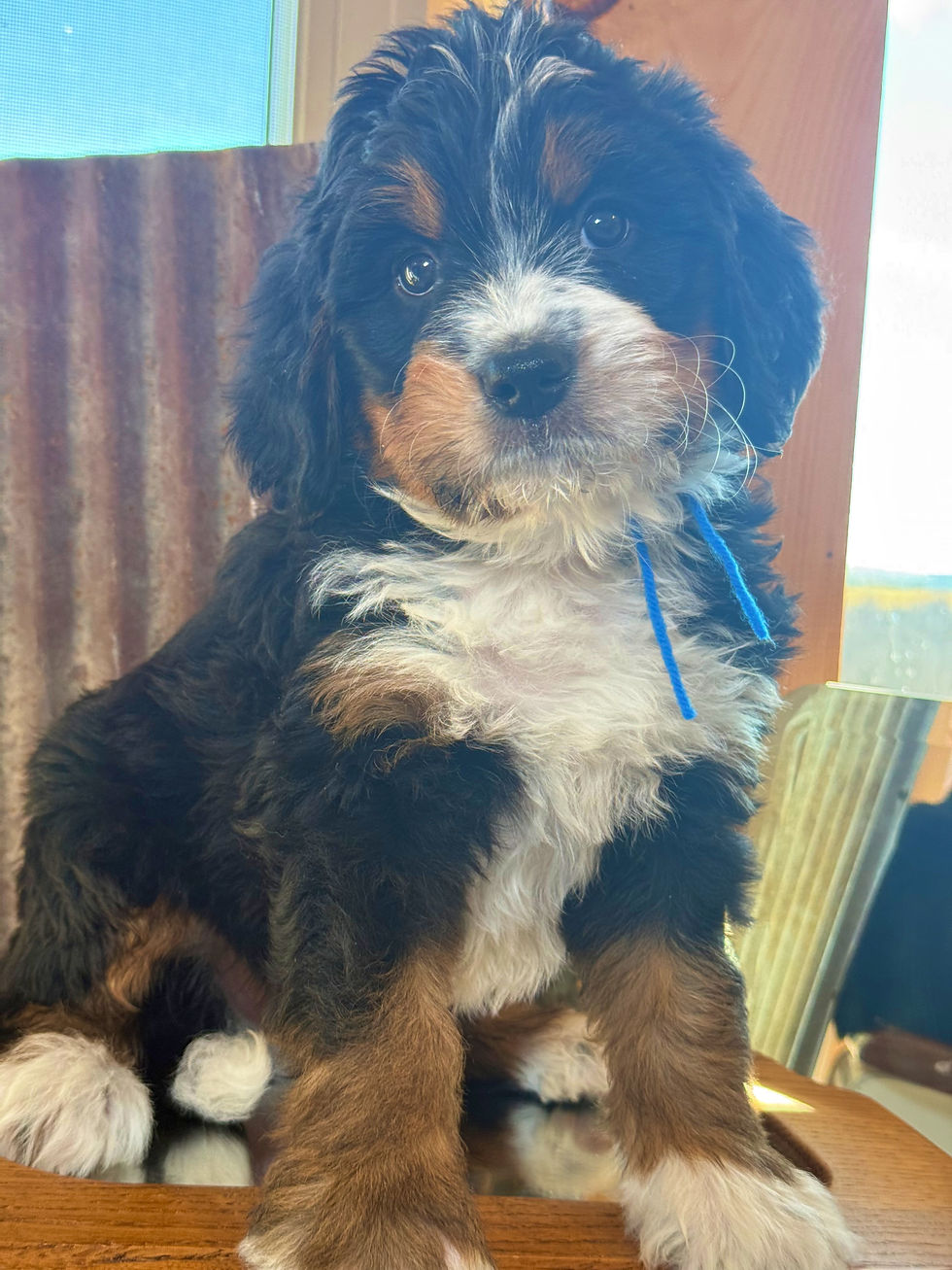 Thumbnail: SOLD - Fennel (Fen) - Blue collar male, F1 moyen bernedoodle