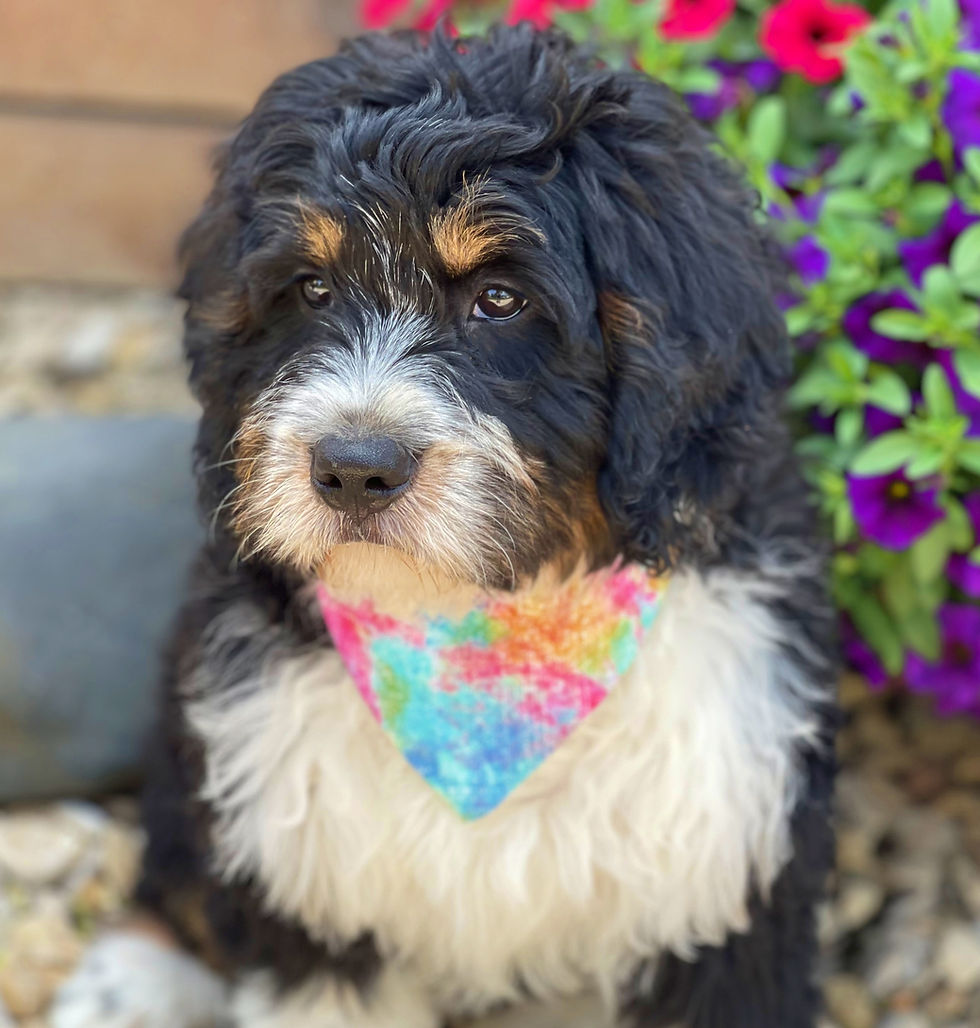 Thumbnail: SOLD -Otto - Orange Collar male mini bernedoodle