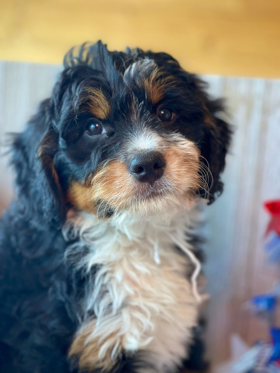Thumbnail: SOLD -Jonas- White Collar male mini bernedoodle
