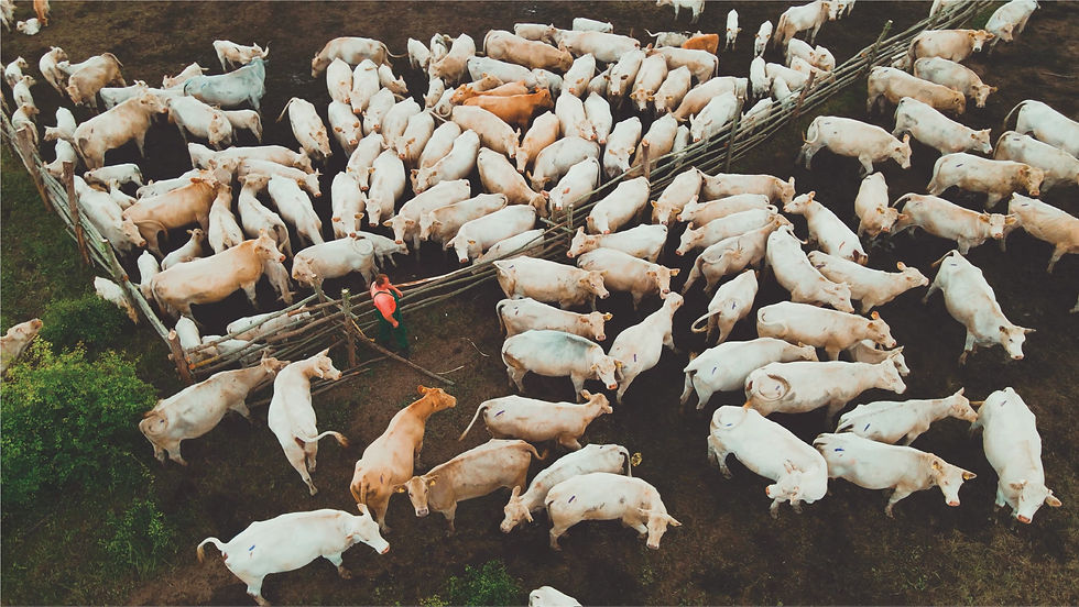 Пасовище Торнадо М'ясо