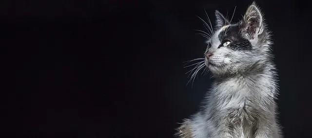 Patte Blanche Nos Chats A L Adoption