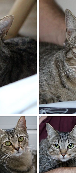 Patte Blanche Nos Chats A L Adoption Patte Blanche Nos Chats A L Adoption
