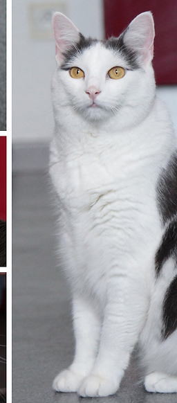 Patte Blanche Nos Chats A L Adoption Patte Blanche Nos Chats A L Adoption