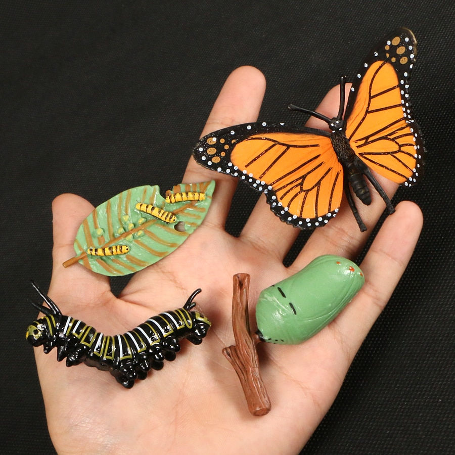 Thumbnail: Animals Life Cycles