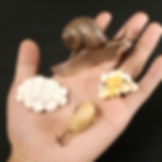 Thumbnail: Life Cycle Bee Ladybug Spider Life Cycle Models 