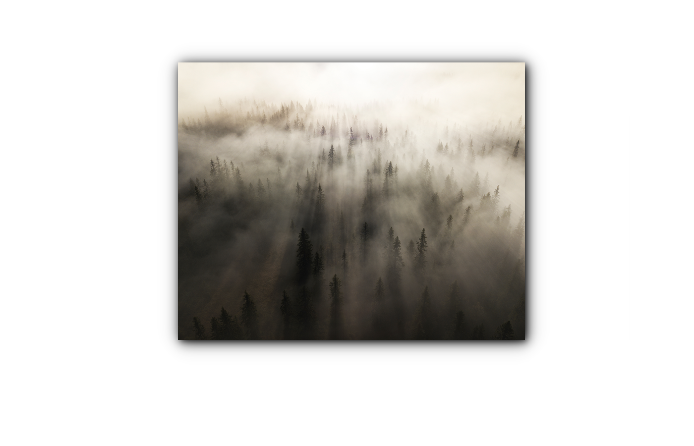 Morgentåke og sol i flott skog i Selbu IR Varmepanel Veggbilde Panelovn