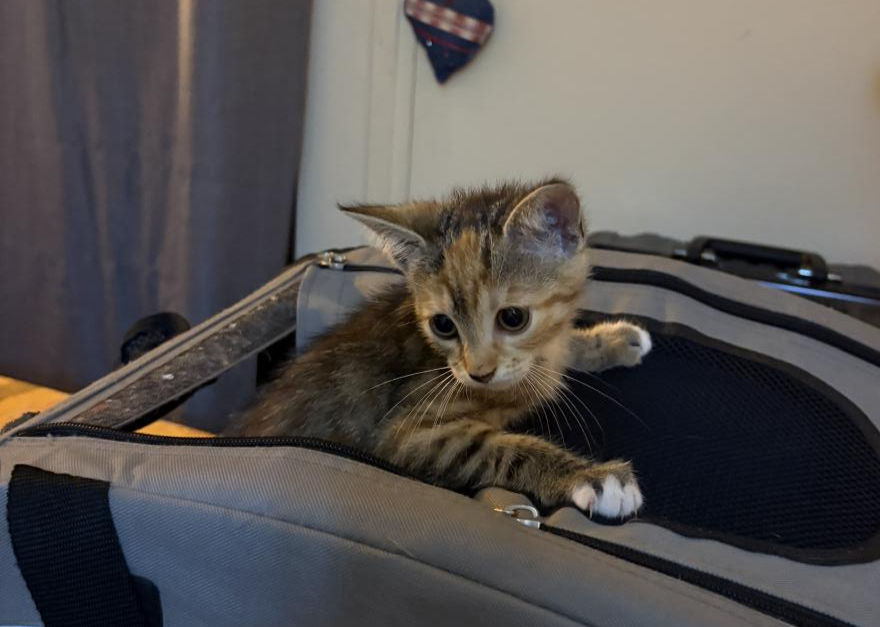 Miniature : Hunter