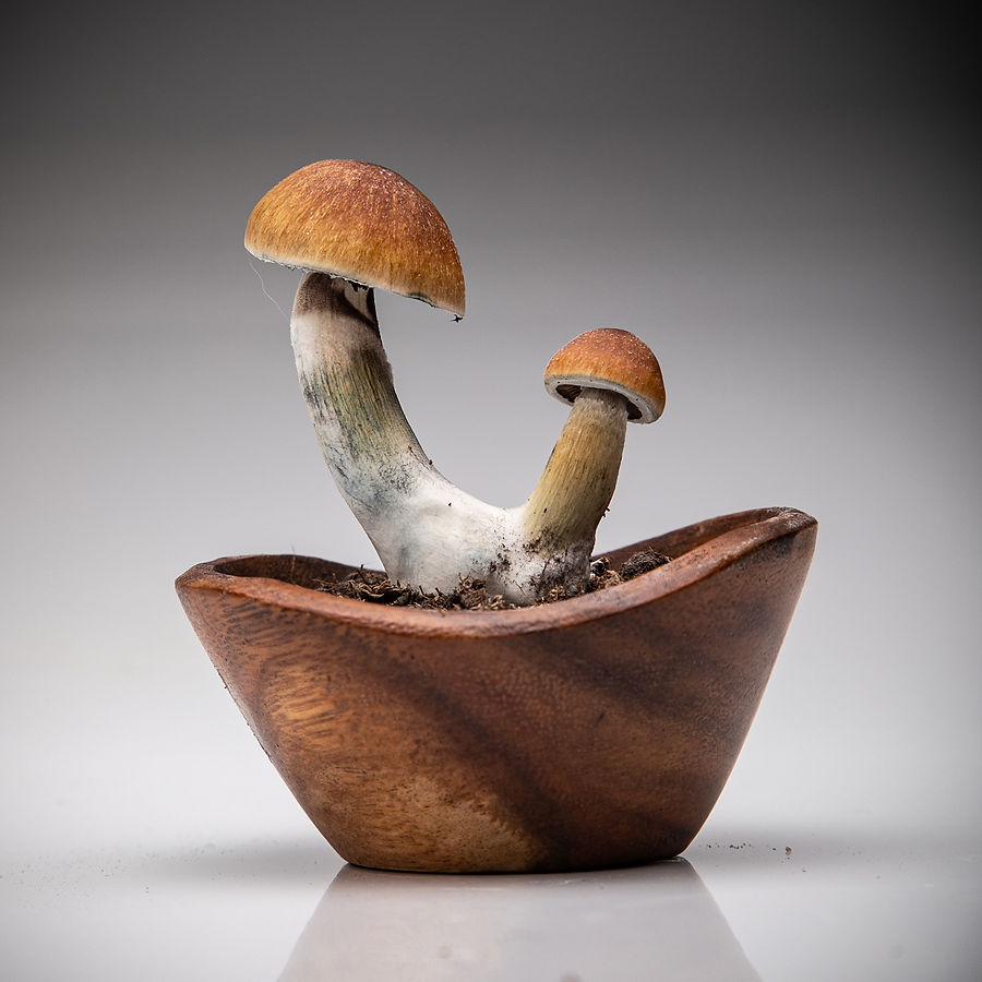 a photo display of magic mushrooms 