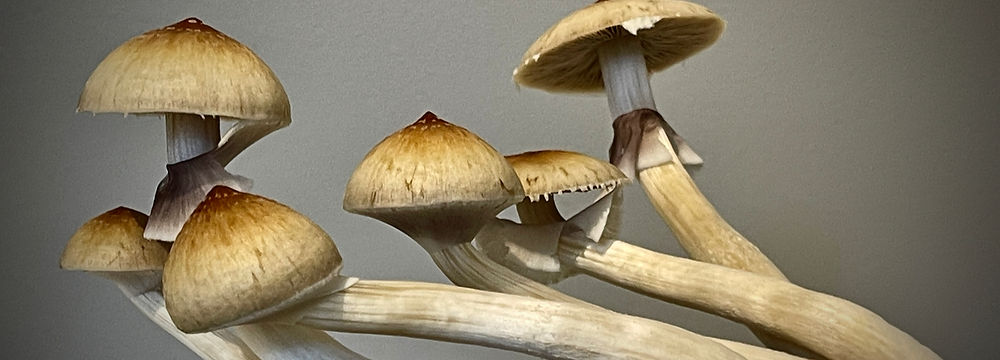 photo of a group of magic mushrooms