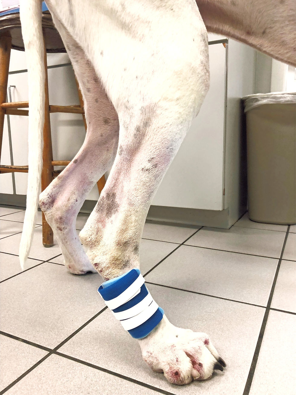 Thumbnail: Large ProudPet™ Patch Fits 60+ Pound Dogs 2 bandages per pack)