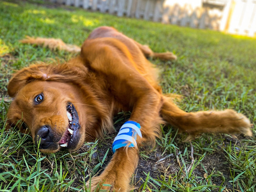 Thumbnail: Large ProudPet™ Patch Fits 60+ Pound Dogs 2 bandages per pack)