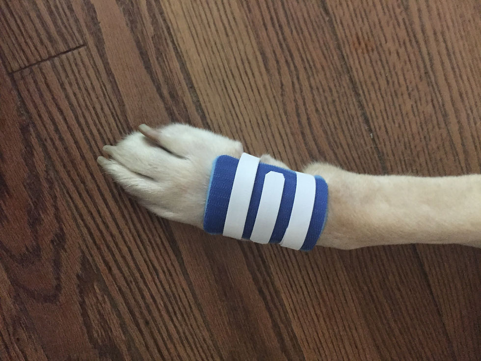 Thumbnail: Medium ProudPet™ Patch Fits 24-59 Pound Dogs (2 bandages per pack)