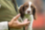 Springer spaniel puppy being held by gundog trainer in tweed jacket - professional gundog and puppy training with Kirkbourne Spaniels