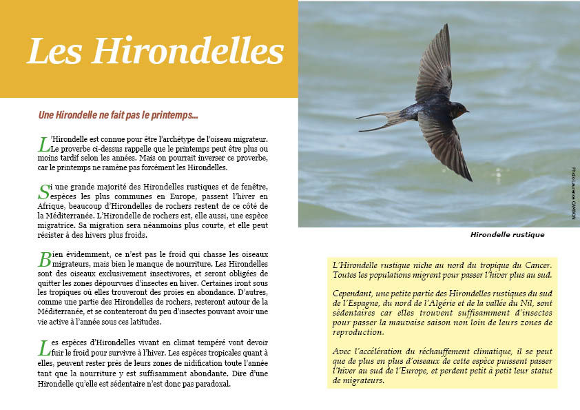 Miniature : Les Hirondelles et Martinets - Des acrobates aériens...