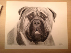 Joop bullmastiff houtskool (2013)