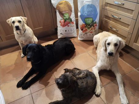 La alimentación de nuestros perros